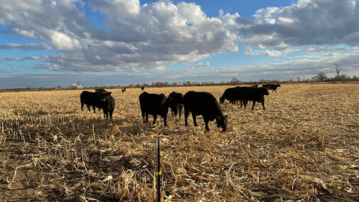 Black Angus cattle graze corn residue in a harvested field under a partly cloudy sky near a distant grain elevator.