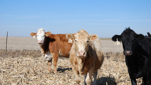 Cattle grazing corn residue 