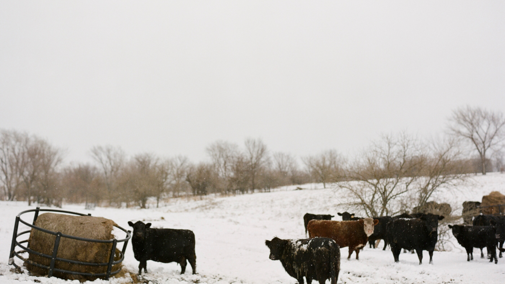 Cattle eating hay during winter