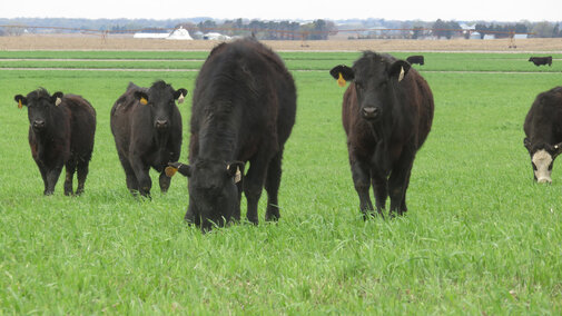 Cattle grazing cover crops