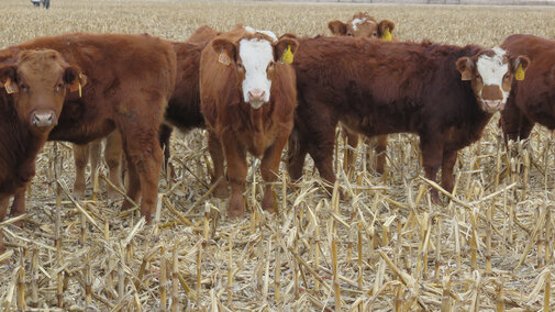 Cattle grazing in corn stalks