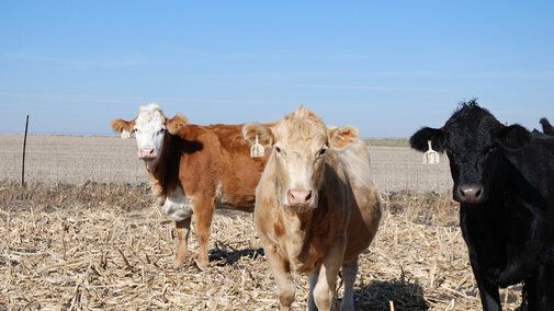 Cattle grazing corn residue