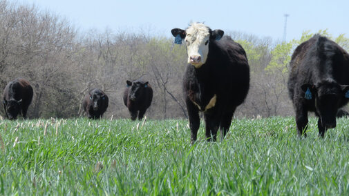 Cattle grazing rye cover crop near Tecumseh