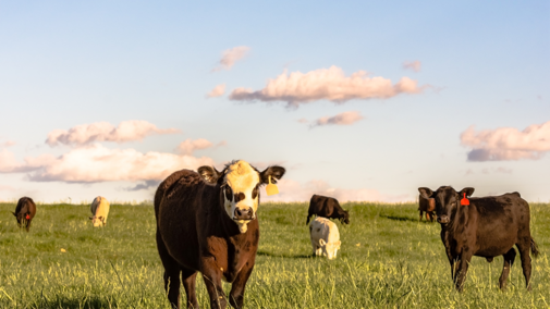 Cattle grazing pasture during spring