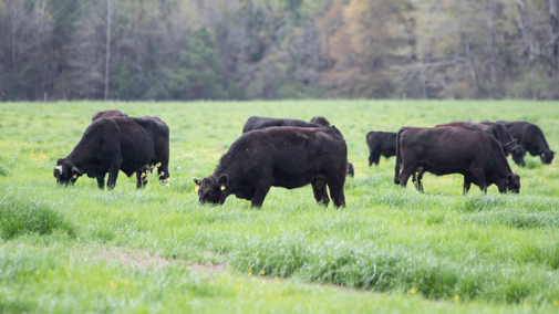 Cattle grazing ryegrass