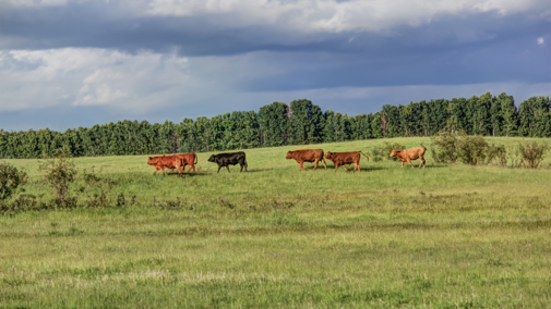 Cattle walking through pasture below storm clouds