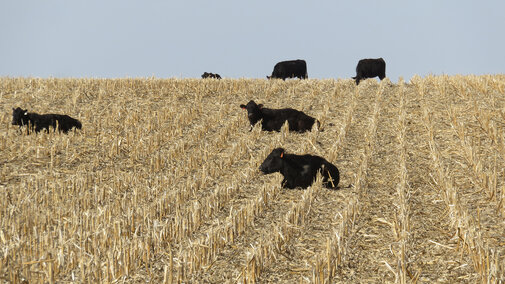 Cattle grazing in corn stalks