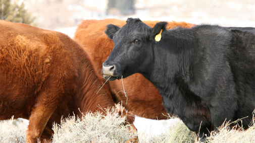 Cattle eating hay during winter