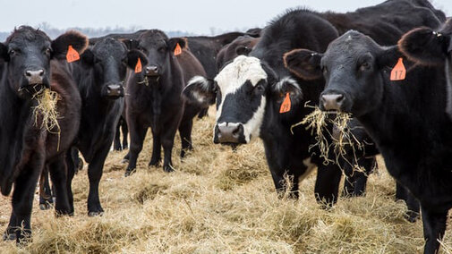 Cattle eating hay