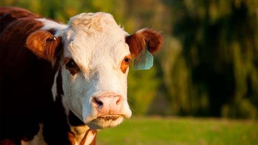 Hereford cow in pasture