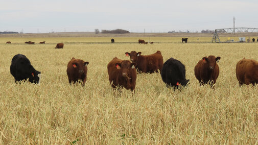 Figure 1. Steers grazing a mix of oats, turnips and radishes in mid-December. At this point in Experiment 4 there was still 1.5 ton dry matter per acre and calves grazed until mid-January when the weather ended grazing due to the forage being iced to the ground.