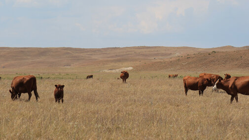 cattle grazing on drought damaged-pasture