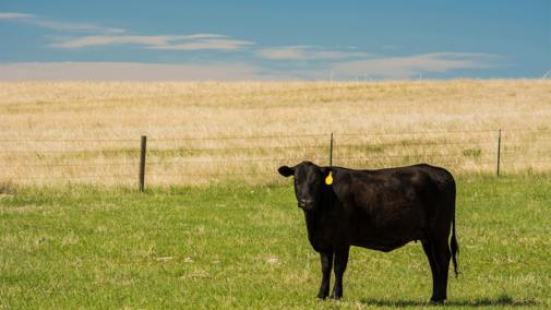 Cow standing in pasture