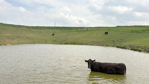 black cow stands in pond near pasture