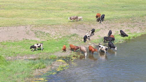 Cattle drinking from pond