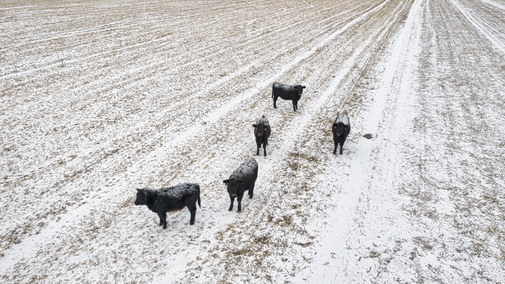 cattle grazing in snowy field