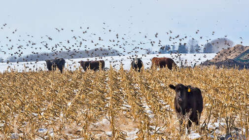 Cattle in snowy cornstalks