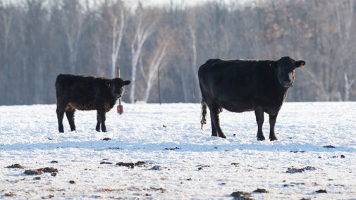 Cattle in snow