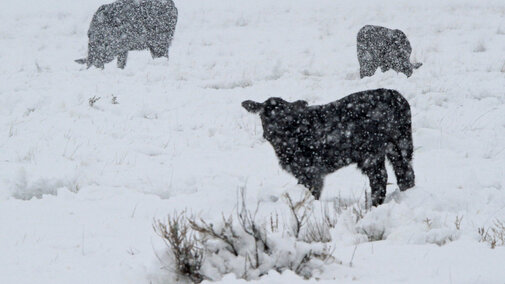 Cattle in snowstorm