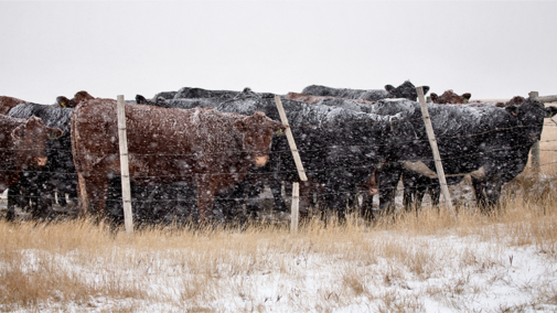 Cattle in field during snowstorm