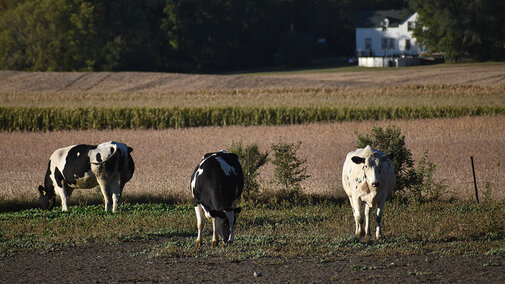 Holstein cattle graze a grassy field beside a mature soybean field ready for harvest.