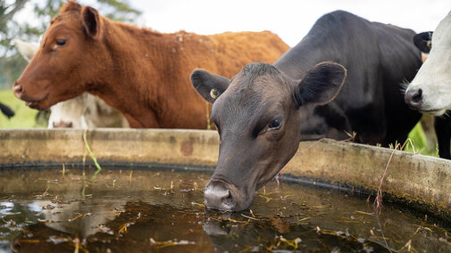 Cattle drinking from a stock tank with visible algae floating on the water’s surface.