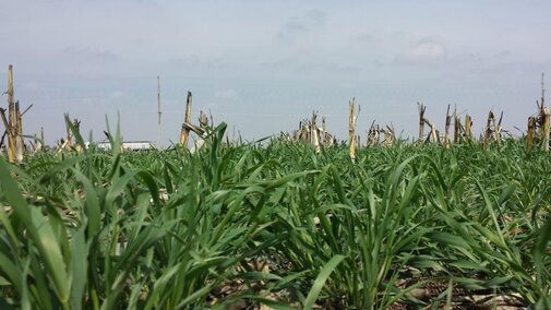 Cereal rye cover crop