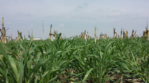 cereal rye as cover crop in corn field