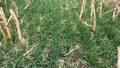 Cereal rye in corn stubble