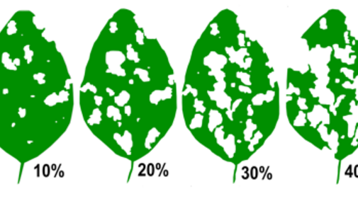 Soybean defoliation levels