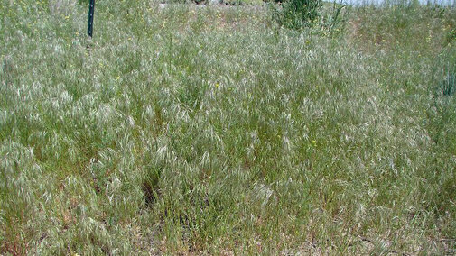 Cheatgrass