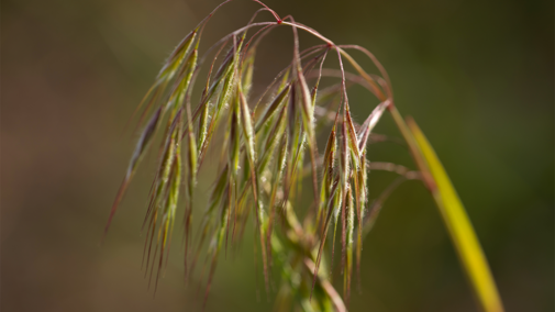 Cheatgrass closeup