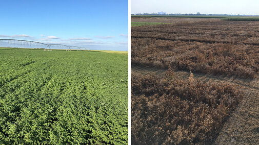 A chickpea field at two points in the season, summer and harvest. (Photos by Strahinja Stepanovic)  