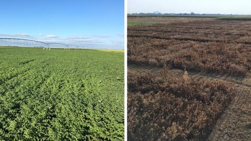 Study of irrigated chickpeas at Grant (left) and harvesting irrigated chickpea plot in 2019. 