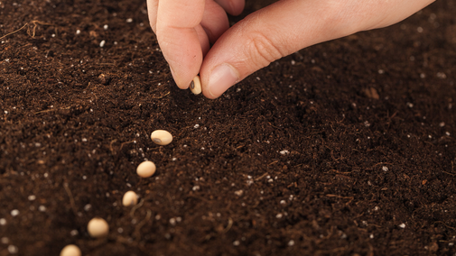 child planting seeds in soil