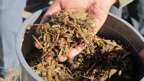 Mixture of chopped sugarbeets and wheat