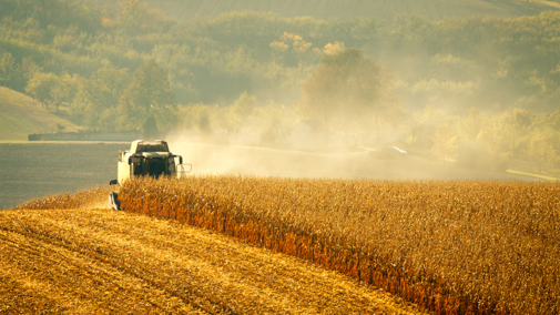 Combine in corn field