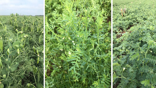 Three photos of field peas, lentils, and chickpeas in the field.