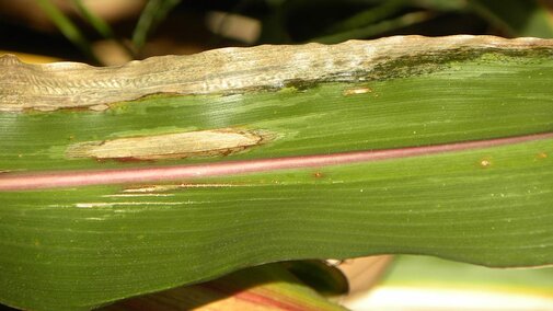 Goss's bacterial wilt and blight and northern corn leaf blight on the same corn leaf.
