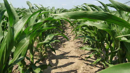A row of corn