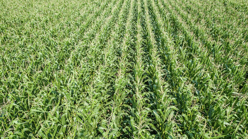 Corn field in aerial view