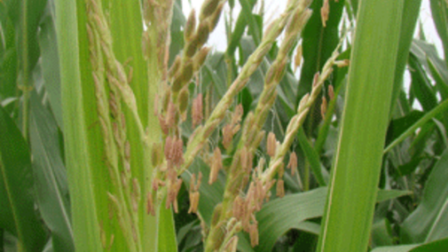 Corn at pollination