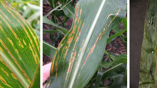 Sampling of bacterial leaf streak lesions of corn