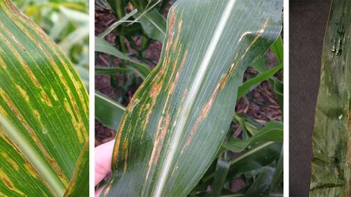 Bacterial leaf streak lesions