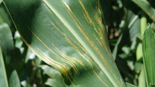 Bacterial leaf streak in corn