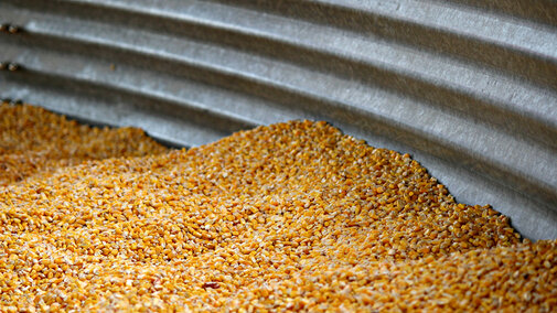 Corn in bin