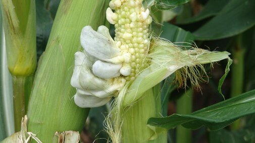 common corn smut on an ear