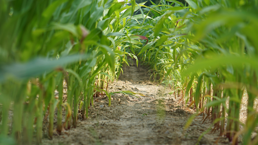 corn field hero