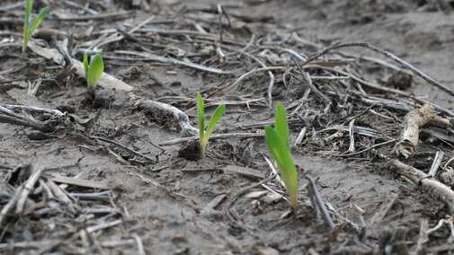 Corn seedlings exhibiting 