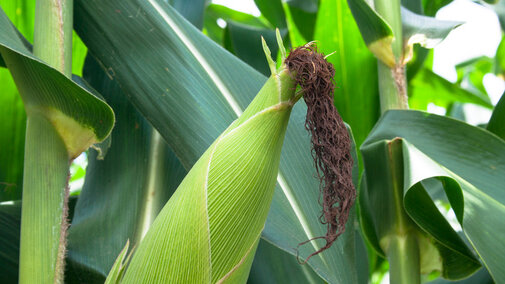 Corn in dented growth stage